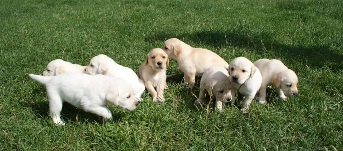 Labrador Puppies. Are Lab Puppies Easy to Train?