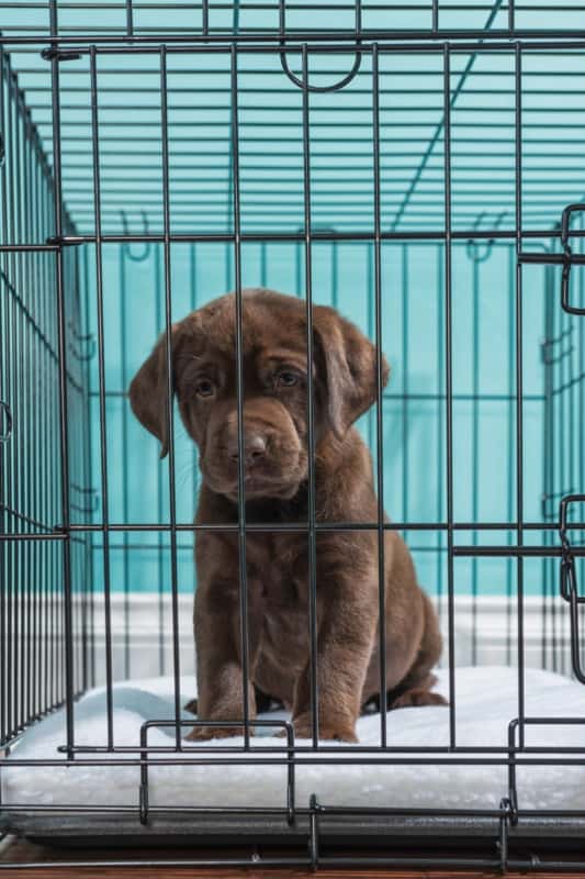 Labrador Puppy in a Crate