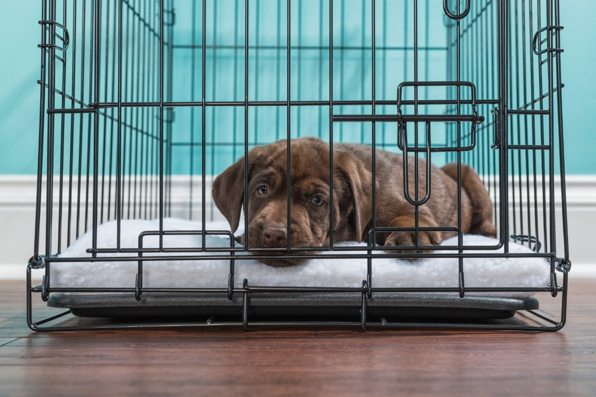 Labrador in a Crate on wood floor