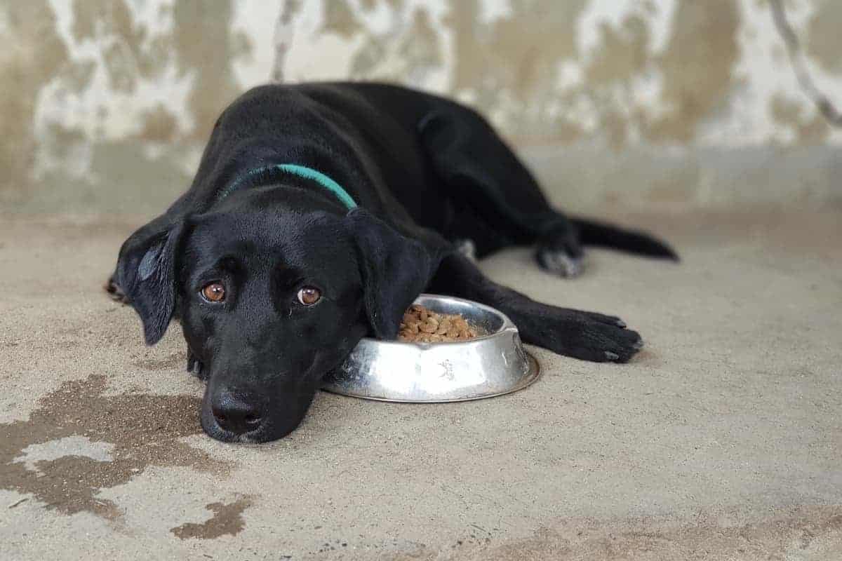 A Labrador not interested in his food. Why Won't My Labrador Eat?