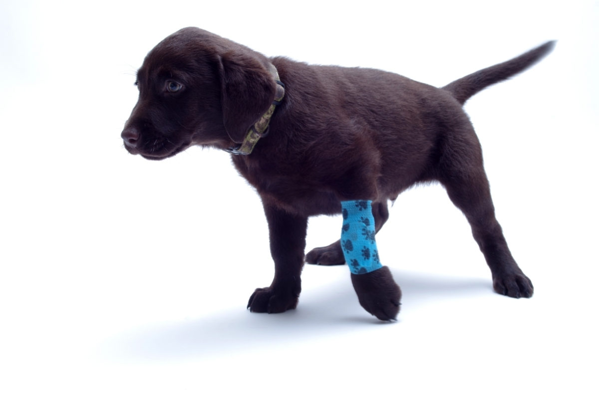 A Labrador with a bandaged paw. Why is my Labrador Limping?