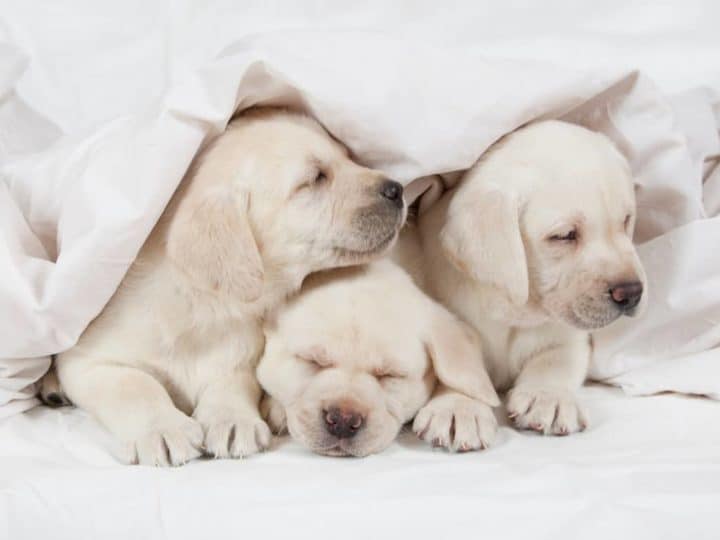 3 Cute Labrador Puppies. Are Labradors Good First Dogs?