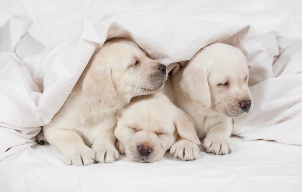 3 Cute Labrador Puppies. Are Labradors Good First Dogs?
