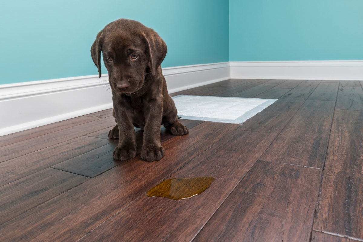 A Lab puppy looking at his pee on a wooden floor. How Do You Potty Train a Lab Puppy?