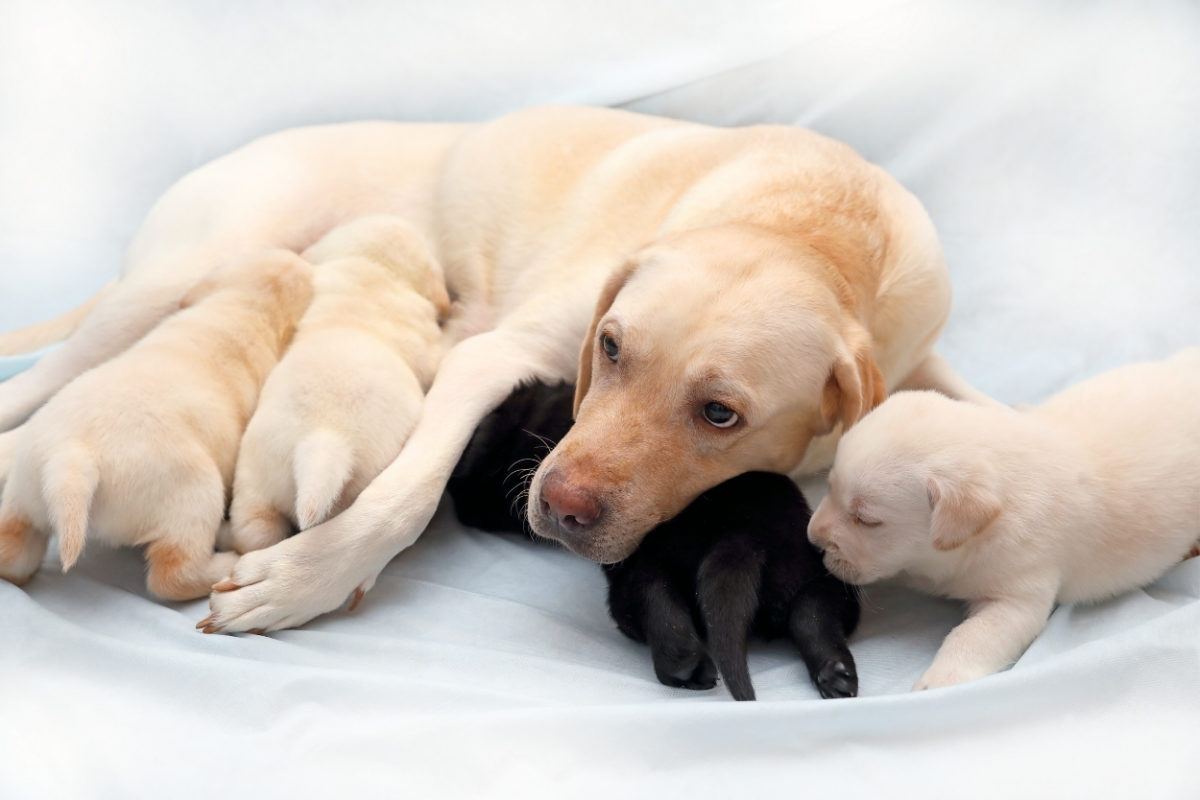 How to Help a Labrador Give Birth. A mom Labrador feeding her young puppies