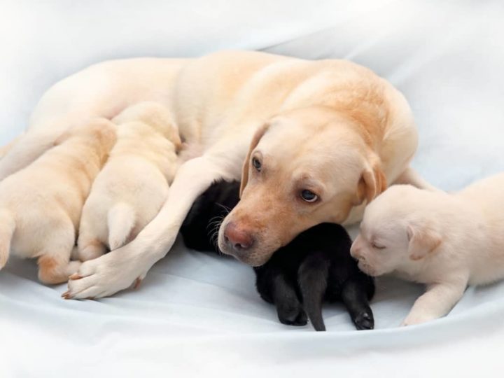 How to Help a Labrador Give Birth. A mom Labrador feeding her young puppies