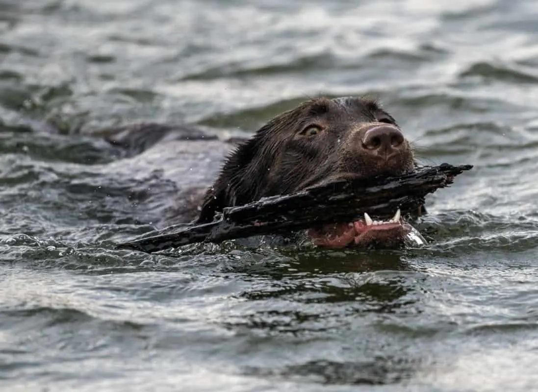 A Labrador Swimming retrieving a stick