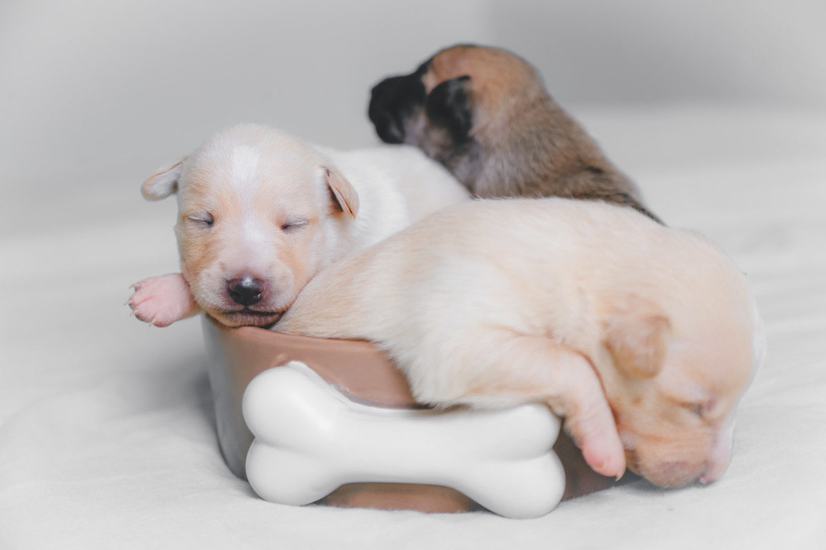 What to do When Your Labrador is Giving Birth. Three Cute Labrador Newborn Puppies