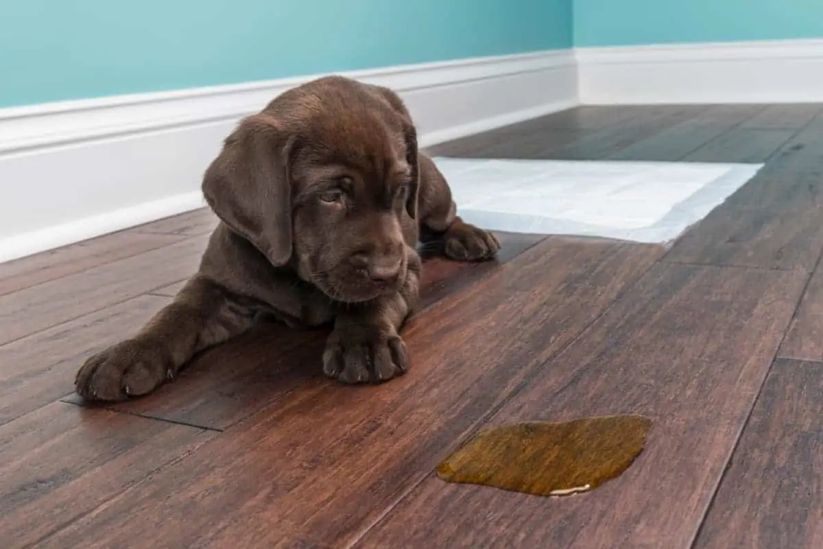 A Lab puppy looking at his pee on the wooden floor. Labrador Potty Training.