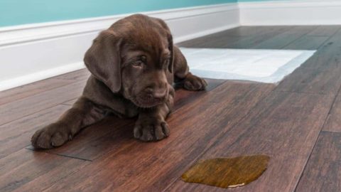 When Are Labs Potty Trained? (And How to Potty Train a Lab)