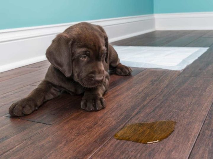 A Lab puppy looking at his pee on the wooden floor. When are Labs Potty Trained?