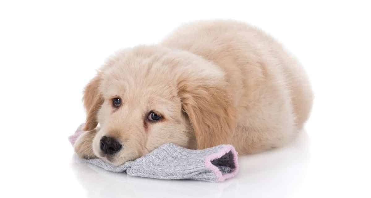 8 week old Golden Retriever puppy laying on a sock. 8 Week Old Golden Retriever Puppy Training