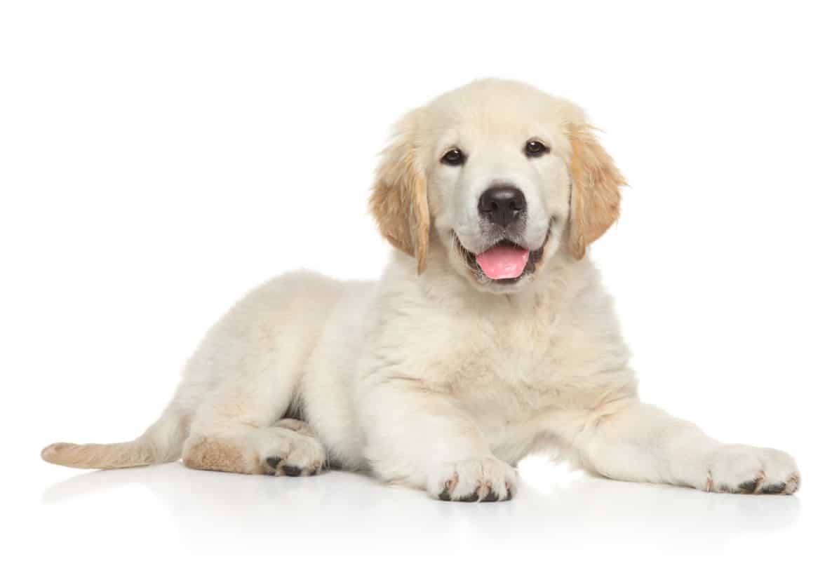 Cute 8-Week Old Golden Retriever Puppy. Are Golden Retriever Puppies Easy to Train?