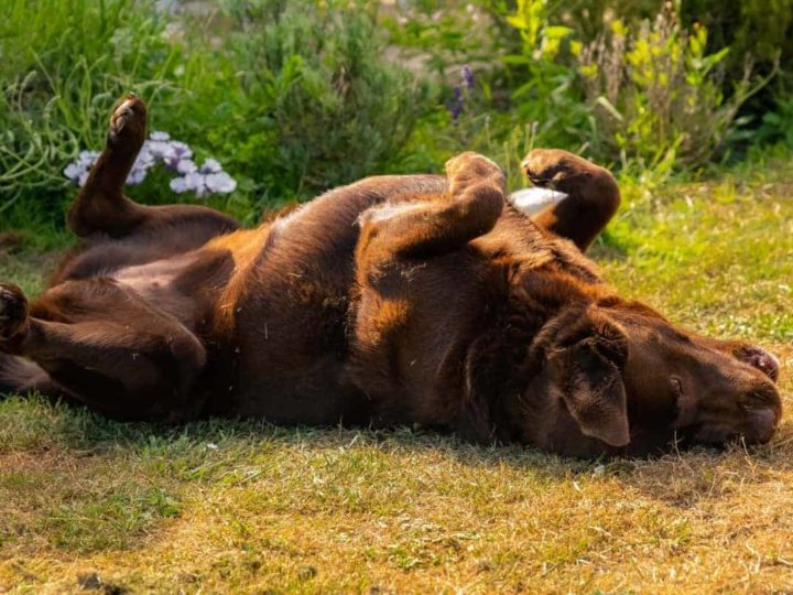 Common Labrador Behavior. Why do Labradors Roll on Their Back? A Chocolate Lab rolling on his back in the grass.