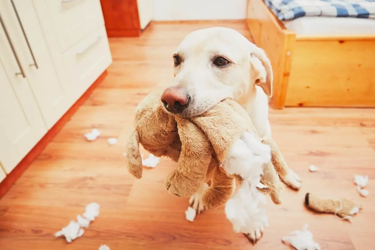 A Labrador with a damaged soft toy in its mouth. Common Labrador Behavior Problems. Destructive Chewing