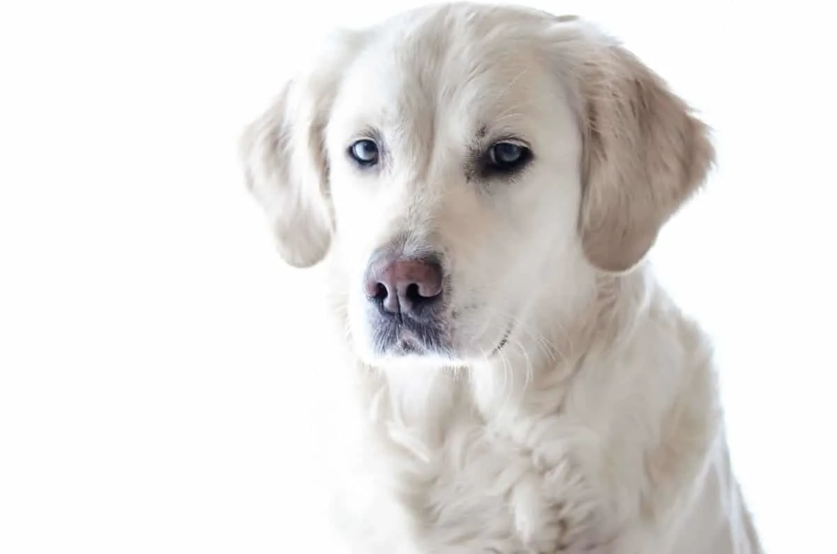 Golden Retriever puppy. Do Golden Retrievers Get Separation Anxiety?