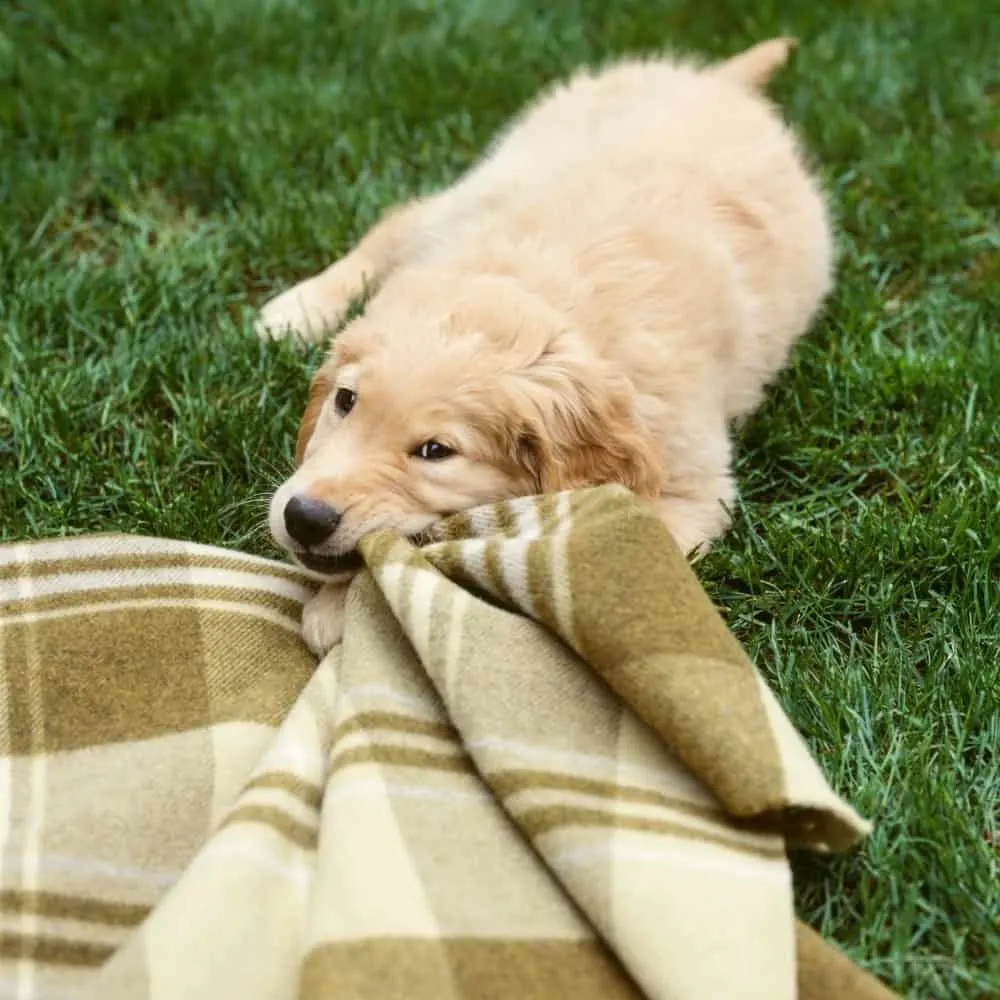 A Golden Retriever Puppy chewing a blanket. Golden Retriever Puppy Discipline