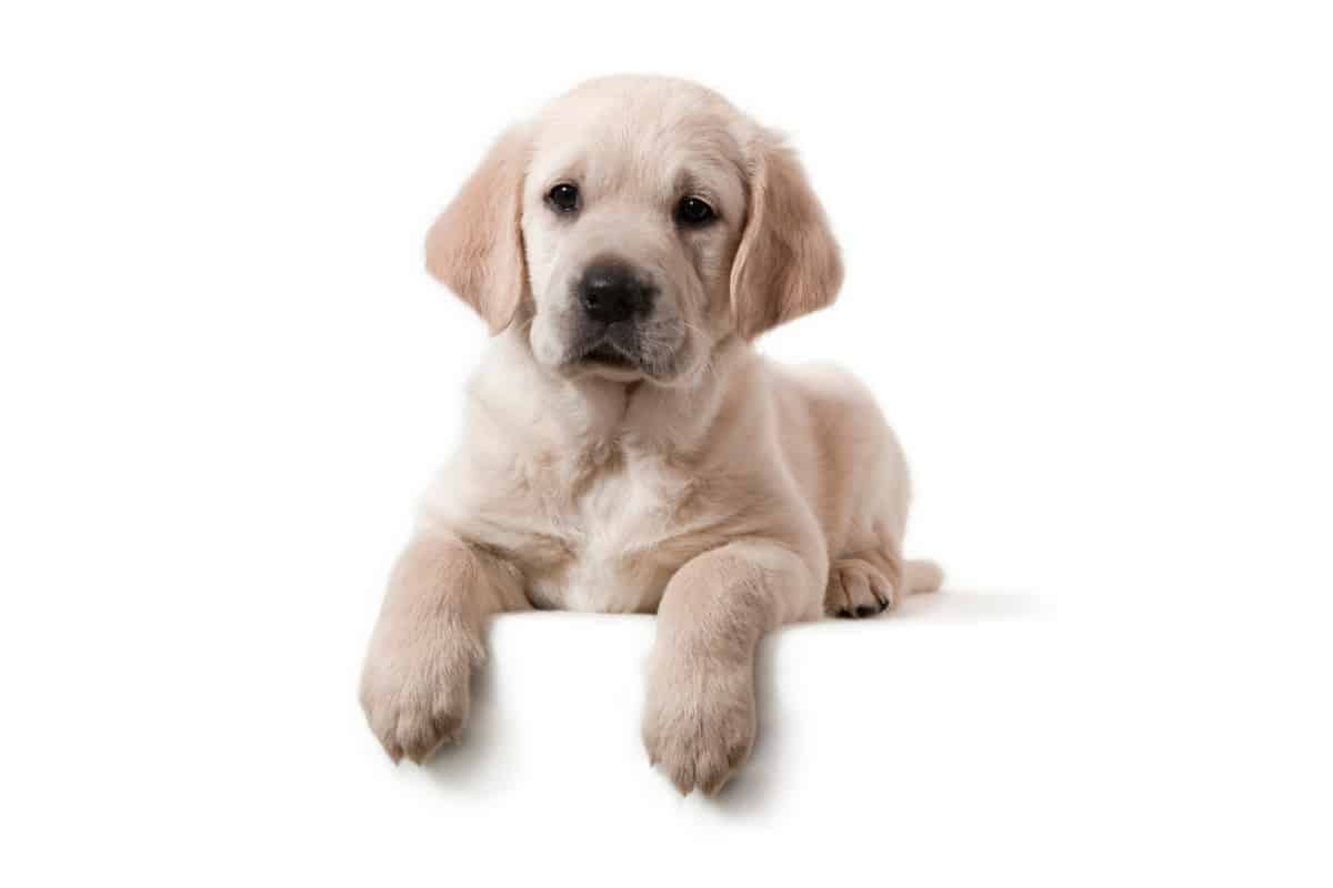 A cute Golden Retriever puppy. How Long Can a Golden Retriever be Left Alone?