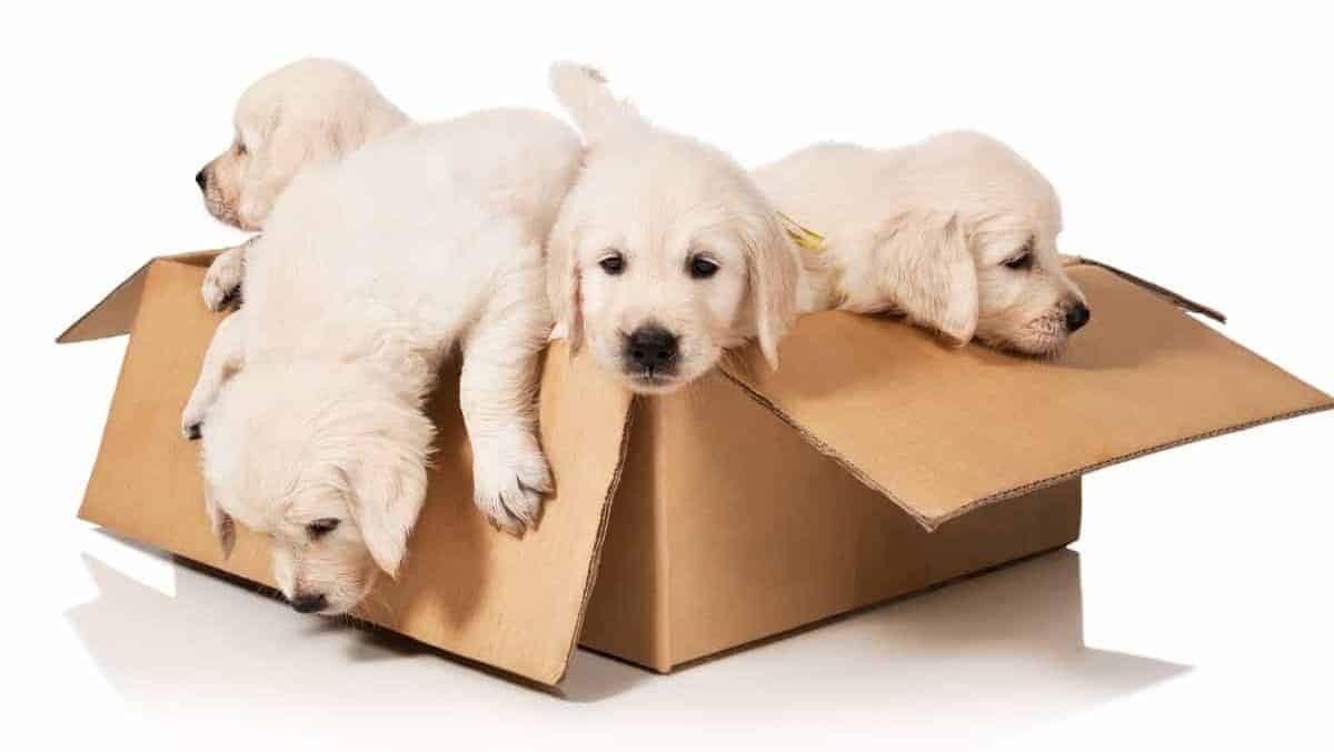 Golden Retriever Puppies playing in a cardboard box. How to Train an 8 Week Old Golden Retriever