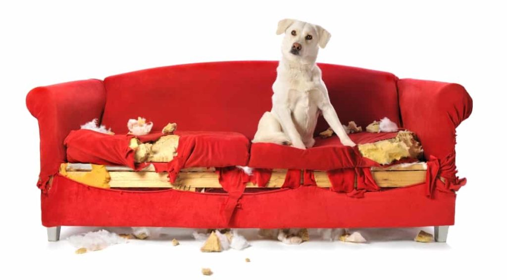 A Labrador sat on a couch that's been chewed up. Labrador Behavior Problems