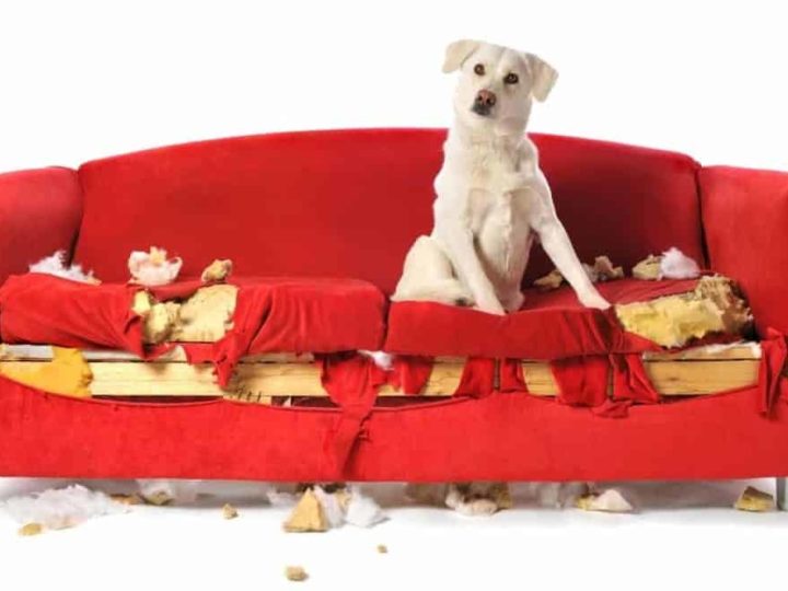 A Labrador sat on a couch that's been chewed up. Labrador Behavior Problems