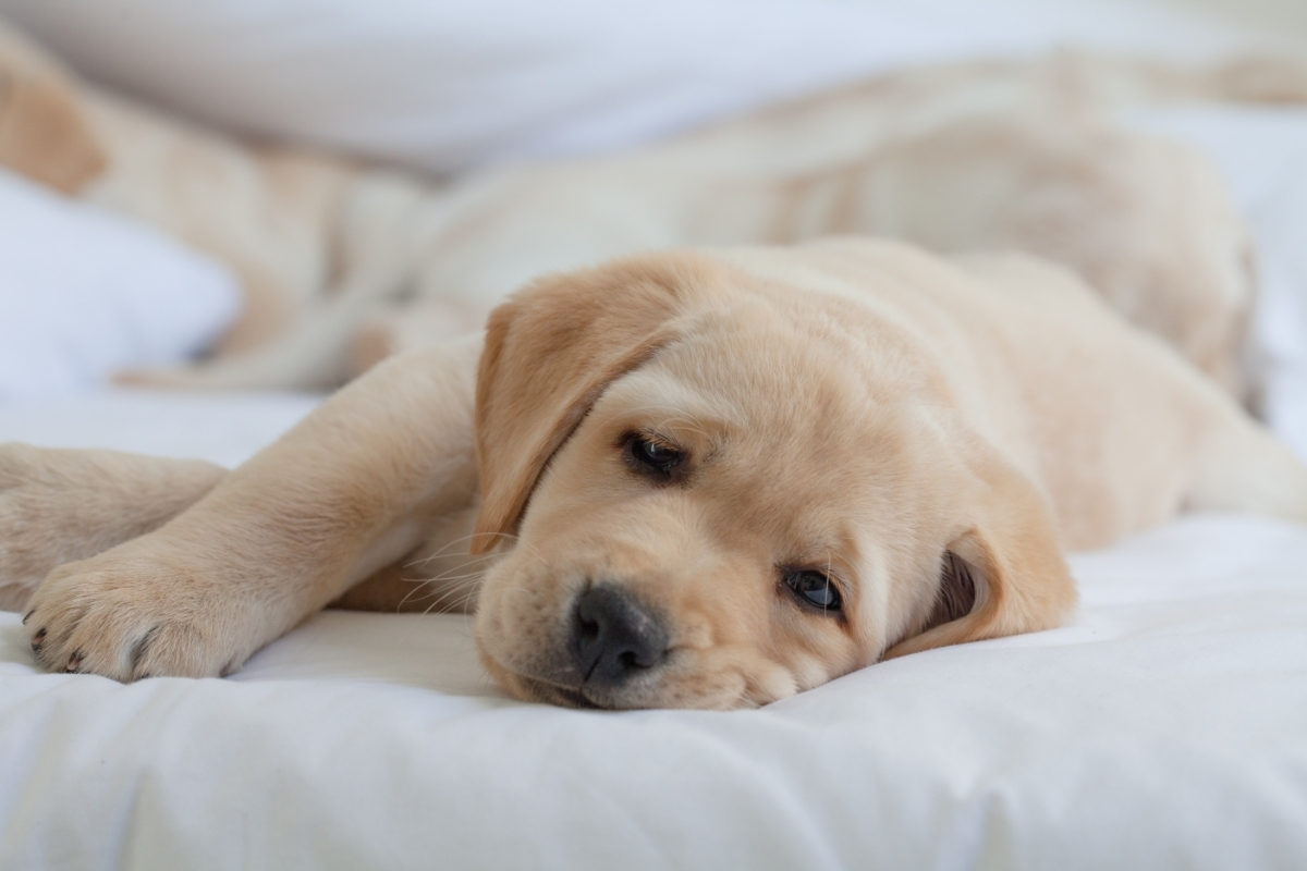 Should I Let My Lab Puppy Sleep With Me? A Lab Puppy on a Bed