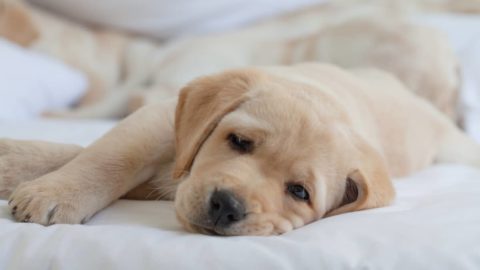Should You Let Your Labrador Puppy Sleep With You? Do's & Dont's
