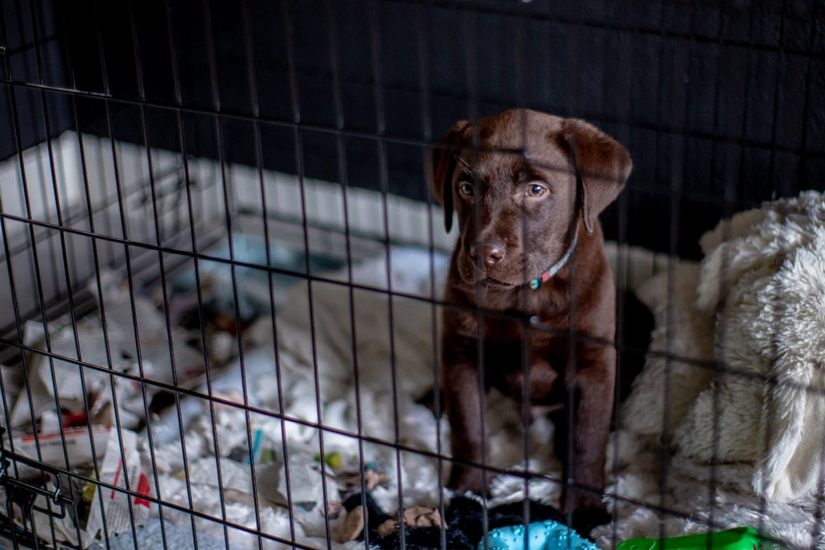 Where Should My Lab Puppy Sleep? Should You Let Your Labrador Puppy Sleep With You? A Labrador Puppy in a Crate