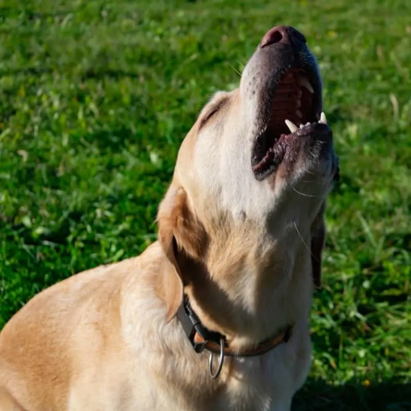 Why Do Labradors Howl? Common Labrador Behavior. A Labrador howling.