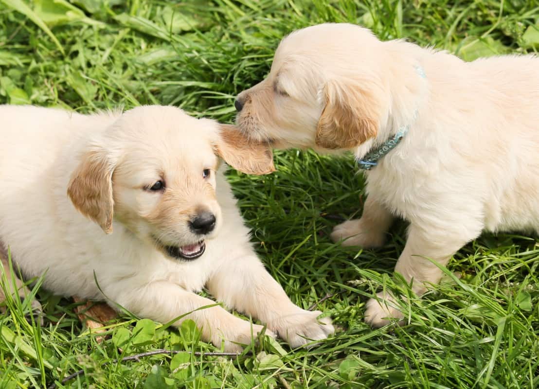 Why Do Golden Retrievers Nibble? A Golden Retriever puppy nibbling the ear of his sibling.
