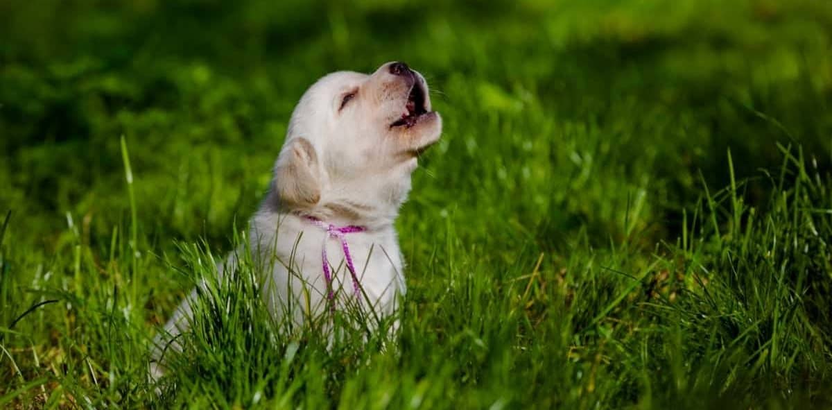 A Labrador Puppy Barking. Why is My Labrador So Vocal?