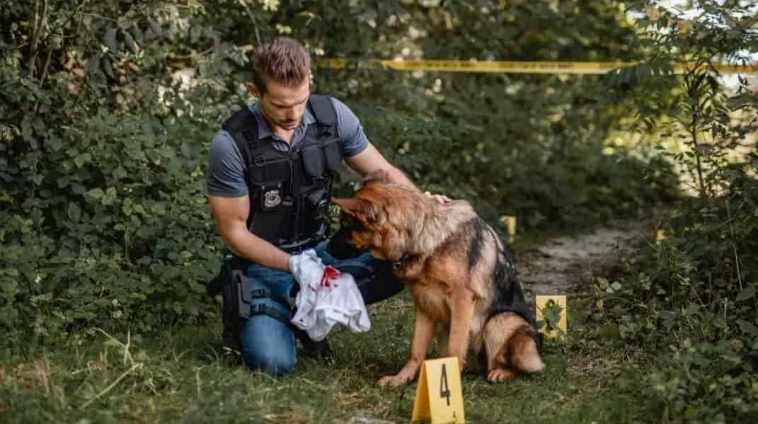 A German Shepherd Police Dog at a crime scene. Are German Shepherds Good Tracking Dogs?