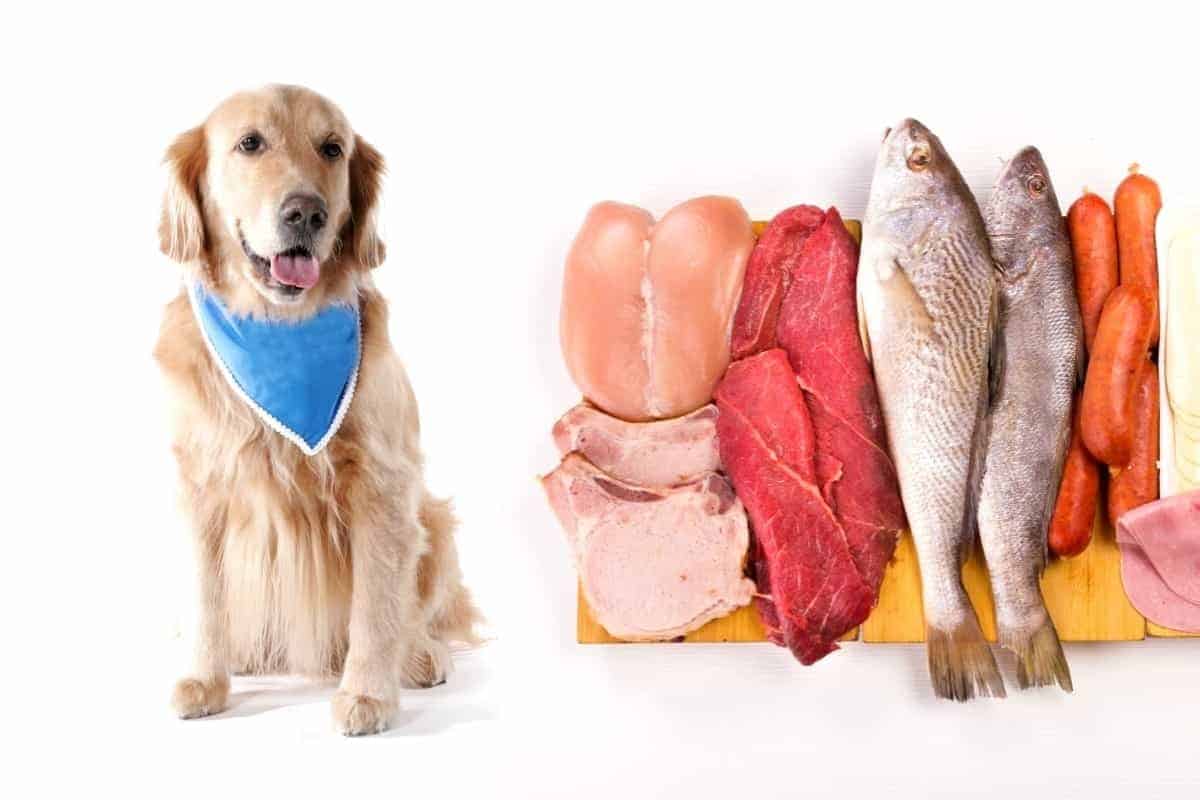 Golden Retriever next to a platter of fish, tuna and other raw meat