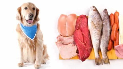 Best Diet for Golden Retrievers: Nutrition, Types, and More!