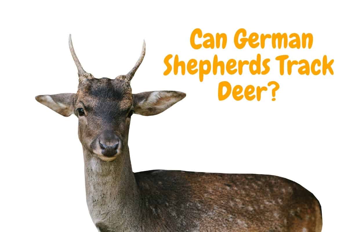 A Deer. Can German Shepherds Track Deer?