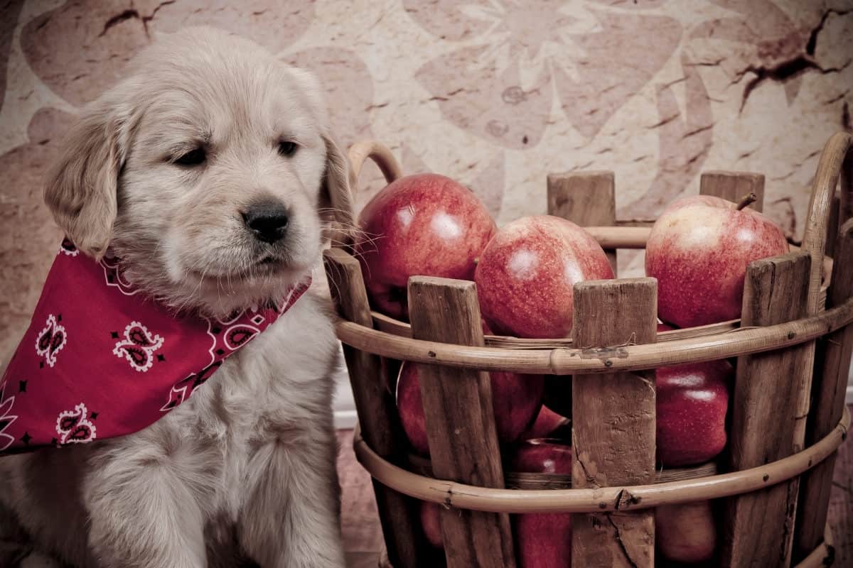 A Golden Retriever Puppy with a basket of apples. Can Golden Retrievers Eat Apple? What Fruits Can Golden Retrievers Eat?