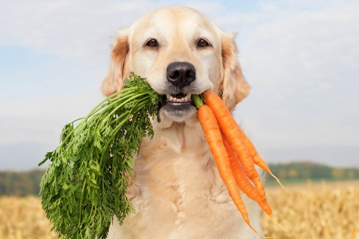 A Golden Retriever with a bunch of carrots in its mouth. Can Golden Retrievers Eat Carrots?