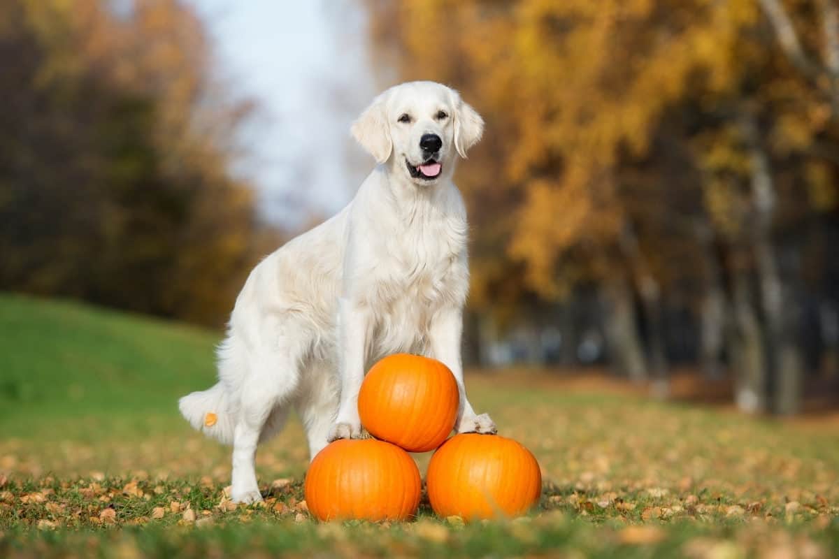 An adult Golden Retriever posing with three pumpkins. Can Golden Retrievers Eat Pumpkin?