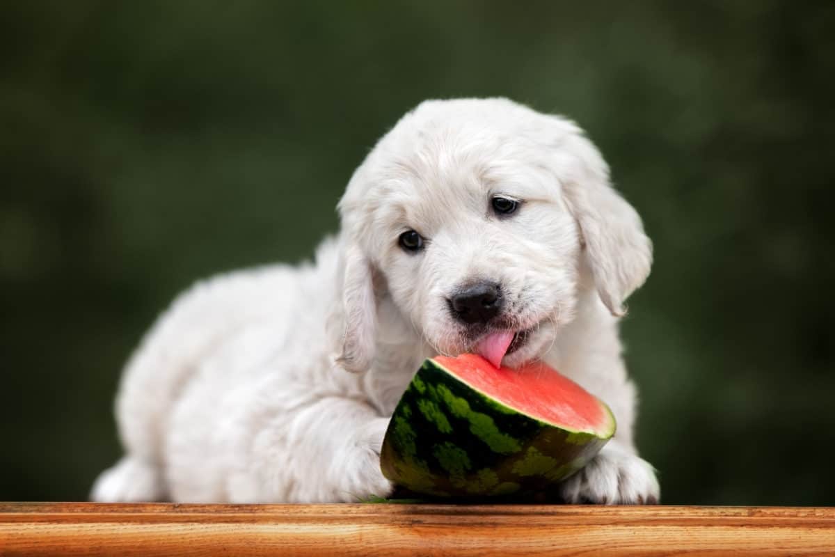 A Golden Retriever Puppy eating watermelon. Can Golden Retrievers Eat Watermelon?