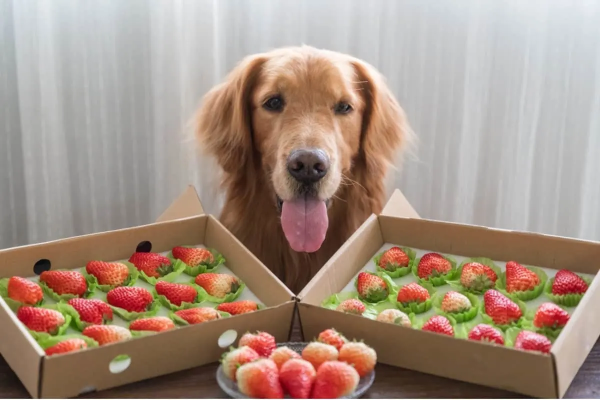 A Golden Retriever looking at a box of strawberries. Can Golden Retrievers eat Strawberries?
