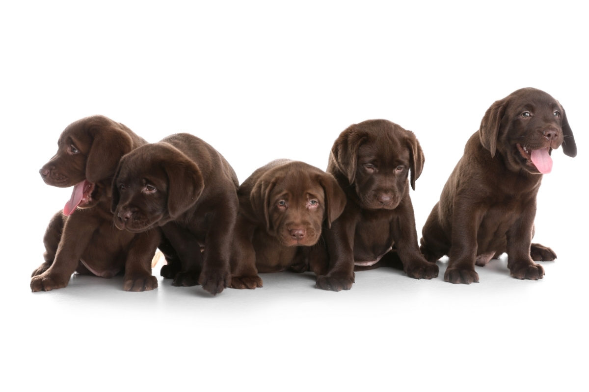 Chocolate Lab puppies. How Long Can a Lab Puppy Go Without Peeing?