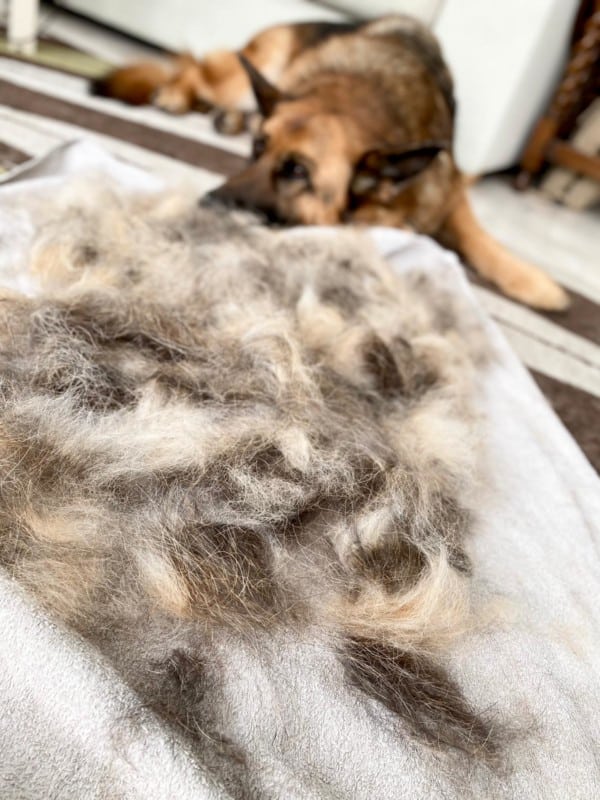 German Shepherd after being groomed showing a pile of fur