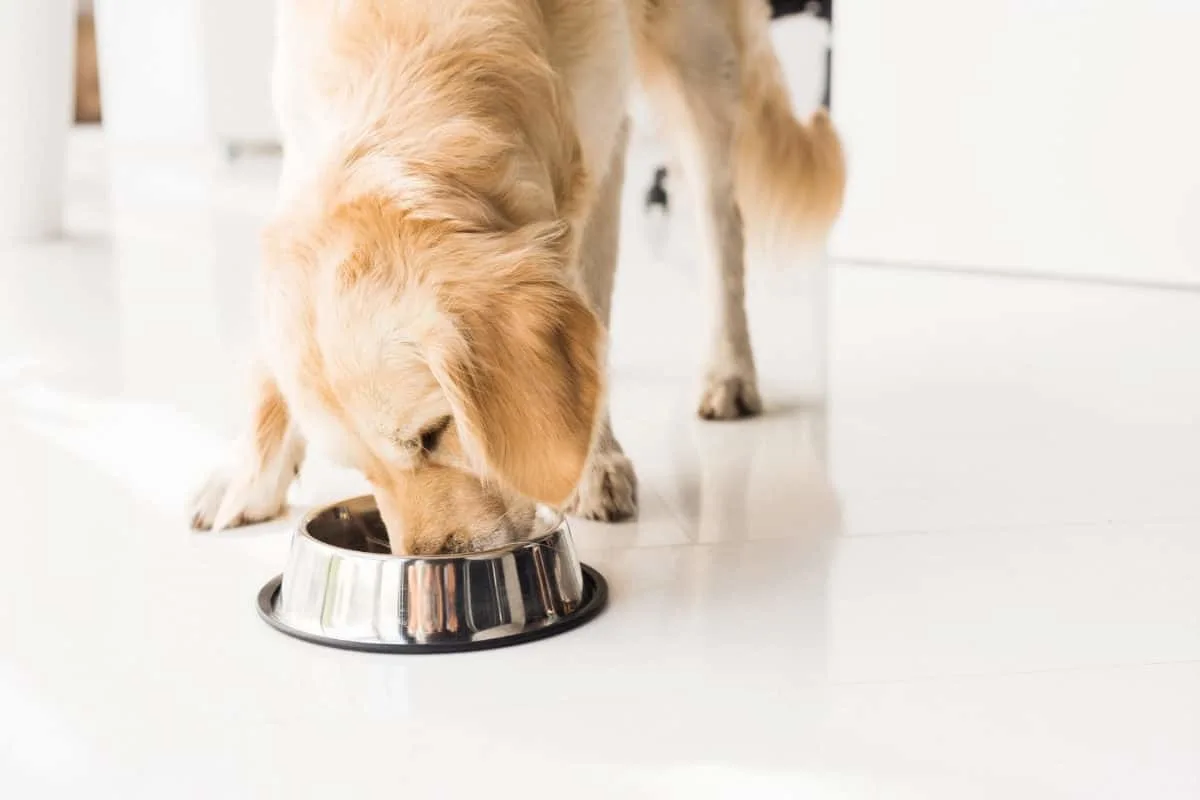 Golden Retriever Eating from a Bowl. What Type of Dog Food is Best for Golden Retrievers?