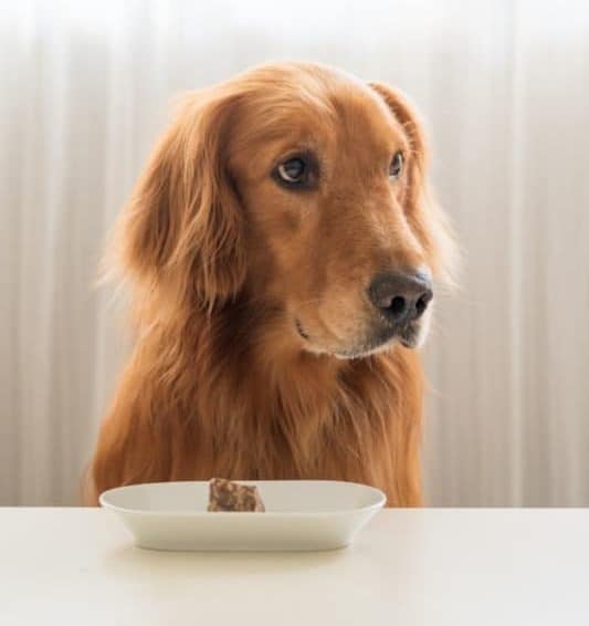 A Golden Retriever looking away from his food. 