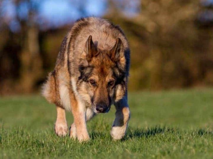 A German Shepherd tracking. How to Train a German Shepherd to Find Things