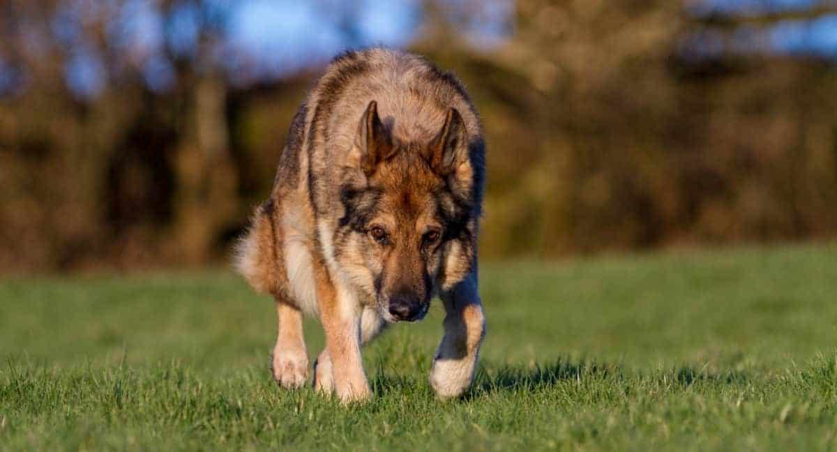 A German Shepherd tracking. How to Train a German Shepherd to Find Things