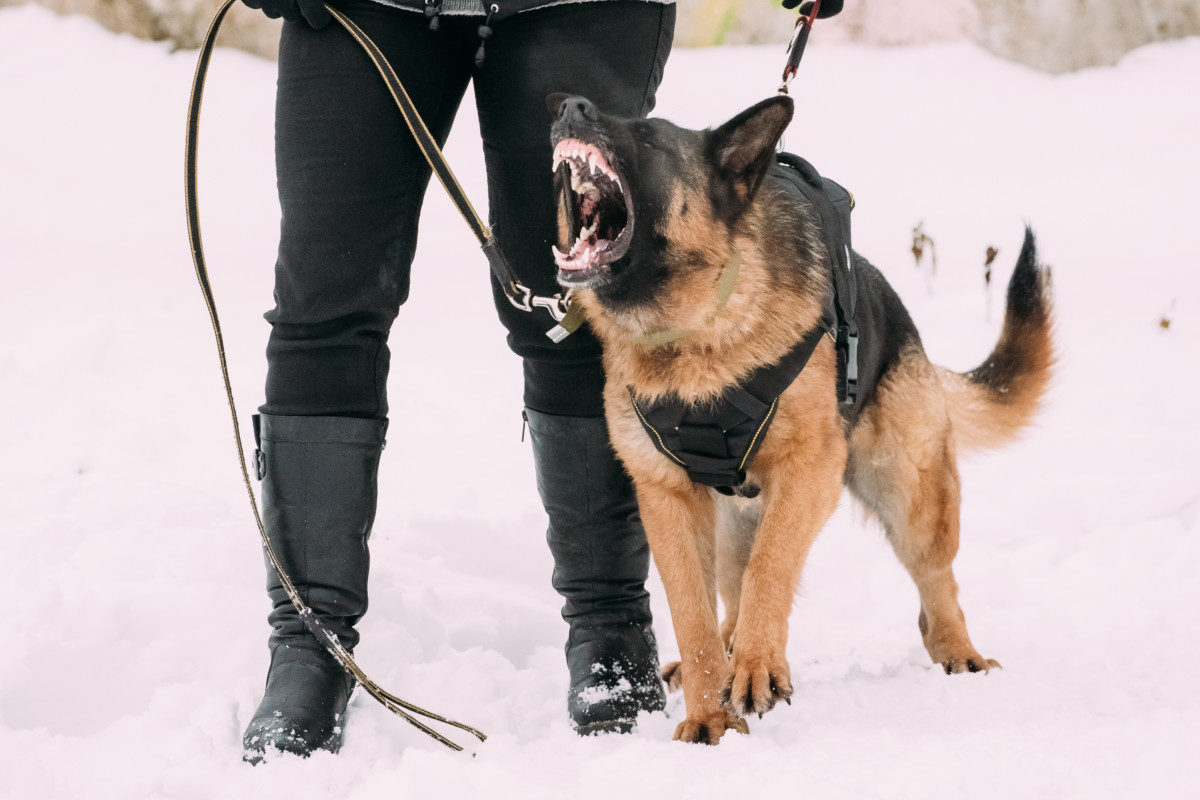 An aggressive female GSD being trained. How to Train an Aggressive Female German Shepherd