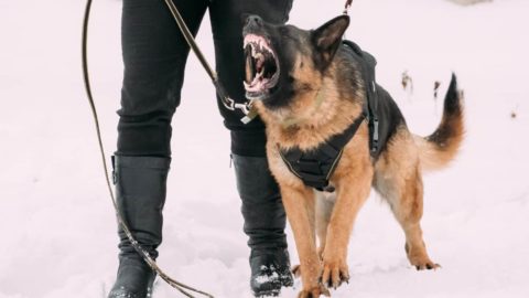 How to Train an Aggressive Female German Shepherd: Helpful Guide