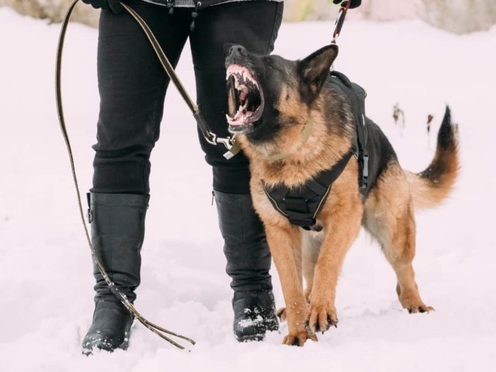 An aggressive female GSD being trained. How to Train an Aggressive Female German Shepherd