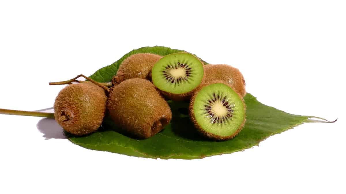 What Fruit can Golden Retrievers Eat? Kiwi Fruit